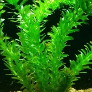 Anacharis Elodea - Easy Live Aquarium Pond Aquatic Plant