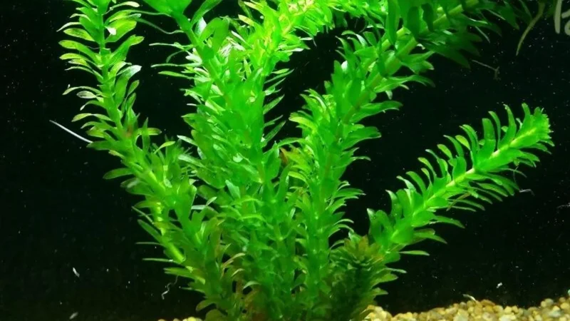 Anacharis Elodea - Easy Live Aquarium Pond Aquatic Plant