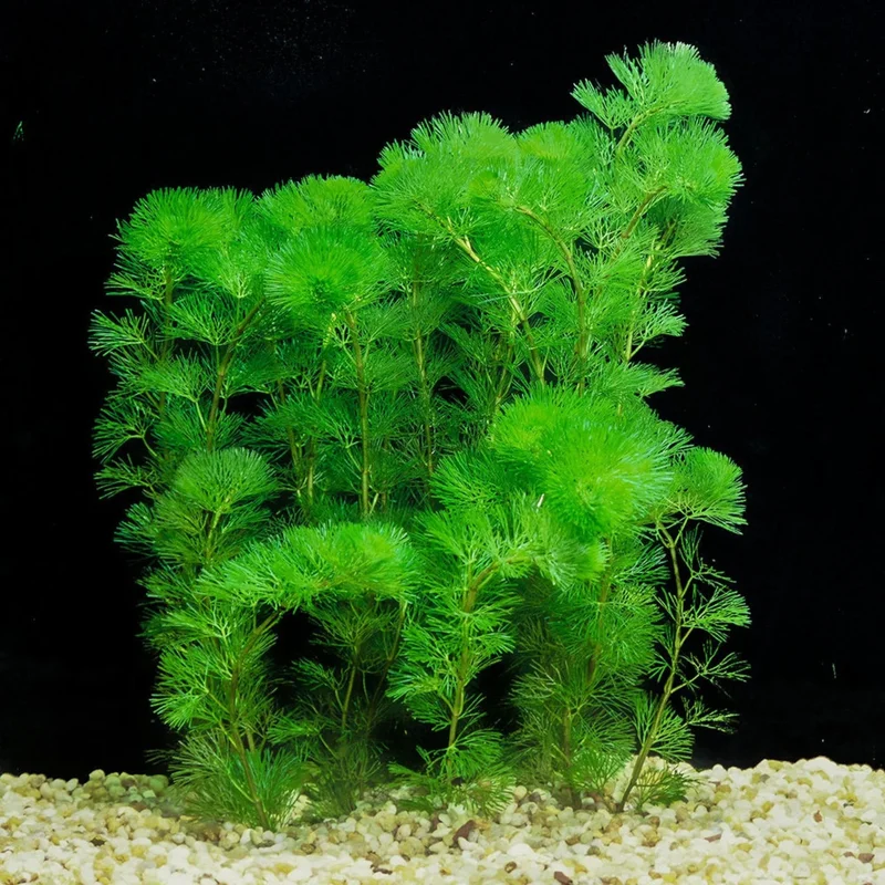 Green Cabomba Cabomba Caroliniana - Easy Live Aquarium Pond Aquatic Plant