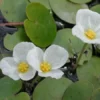 Amazon Frogbit Limnobium Laevigatum - Easy Live Aquarium Pond Aquatic Plant Pond Large