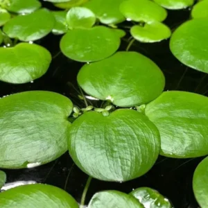 Amazon Frogbit Limnobium Laevigatum - Easy Live Aquarium Pond Aquatic Plant Pond Large