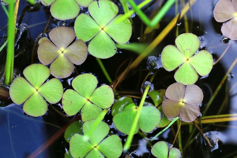 Water Clover Marsilea Quadrifolia - Easy Live Aquarium Pond Aquatic Plant