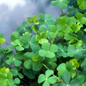 Water Clover Marsilea Quadrifolia - Easy Live Aquarium Pond Aquatic Plant