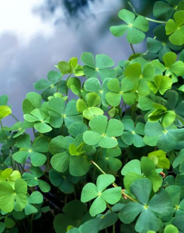 Water Clover Marsilea Quadrifolia - Easy Live Aquarium Pond Aquatic Plant