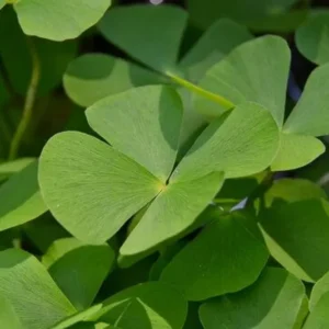 Water Clover Marsilea Quadrifolia - Easy Live Aquarium Pond Aquatic Plant
