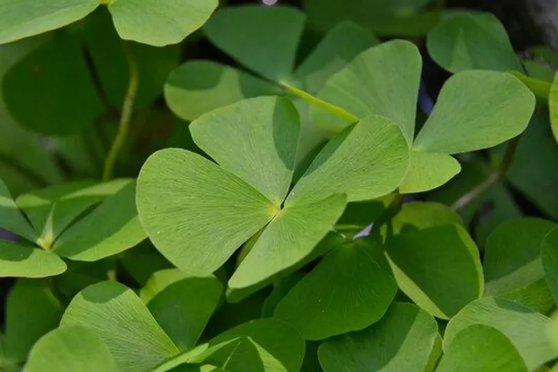 Water Clover Marsilea Quadrifolia - Easy Live Aquarium Pond Aquatic Plant