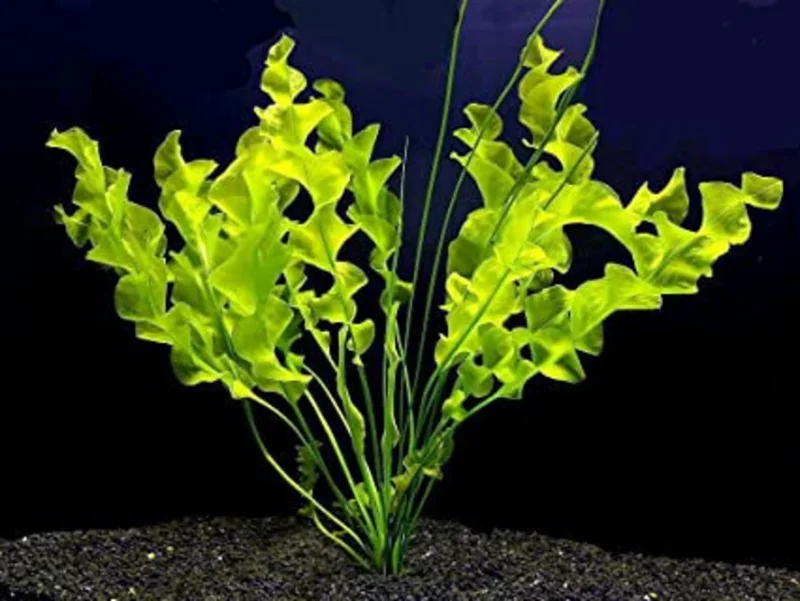 Aponogeton Ulvaceus - Easy Live Aquarium Pond Aquatic Plant Sprouted Bulb