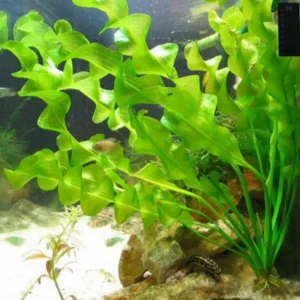 Aponogeton Ulvaceus - Easy Live Aquarium Pond Aquatic Plant Sprouted Bulb