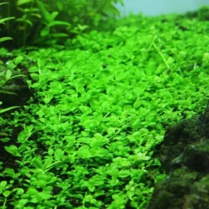 Plants On Mats Monte Carlo Micranthemum Tweediei On Weighted Mat - Easy Live Aquarium Pond Aquatic Plant