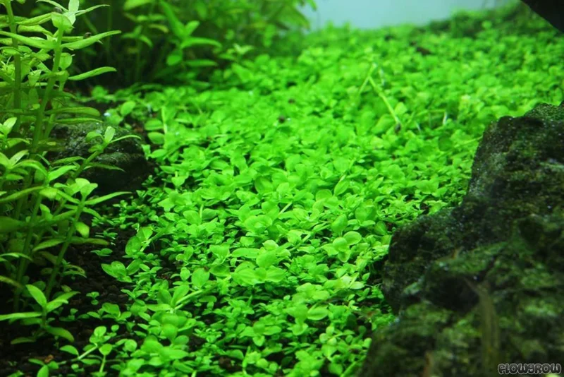 Plants On Mats Monte Carlo Micranthemum Tweediei On Weighted Mat - Easy Live Aquarium Pond Aquatic Plant