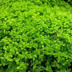 Plants On Mats Monte Carlo Micranthemum Tweediei On Weighted Mat - Easy Live Aquarium Pond Aquatic Plant