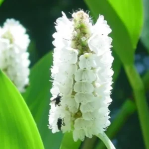 White Pickerel Rush Pontederia Cordata - Live Aquatic Marginal Starter Plant for Water Gardens, Ponds and Aquascapes
