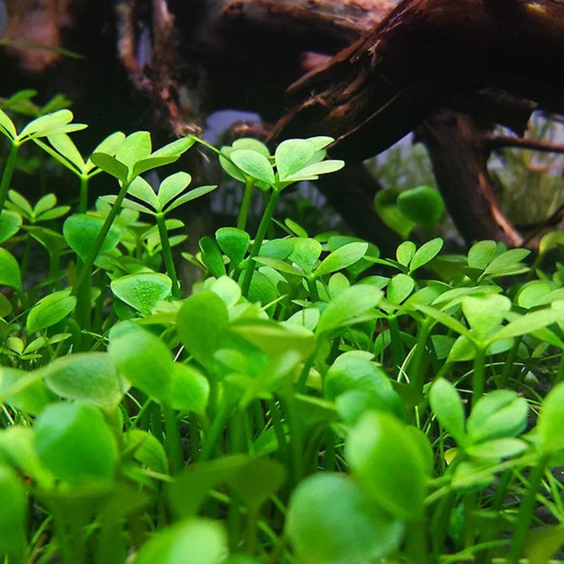 Dwarf Four Leaf Water Clover Marsilea Crenata - Easy Live Aquarium Pond Aquatic Plant