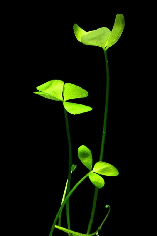Dwarf 4 - Leaf Water Clover Marsilea Crenata - Easy Live Aquarium Pond Aquatic Plant