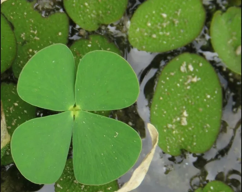 Dwarf 4 - Leaf Water Clover Marsilea Crenata - Easy Live Aquarium Pond Aquatic Plant