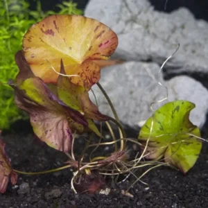 Dwarf Aquarium Lily Nymphaea Stellata - Easy Live Aquarium Pond Aquatic Plan