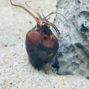 Dwarf Aquarium Lily Nymphaea Stellata - Easy Live Aquarium Pond Aquatic Plan