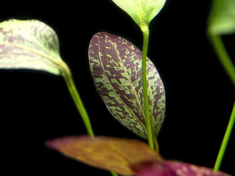 Red Flame Sword Echinodorus - Easy Live Aquarium Pond Aquatic Plant