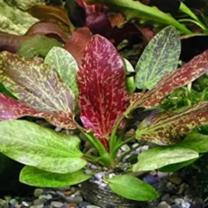 Red Flame Sword Echinodorus - Easy Live Aquarium Pond Aquatic Plant