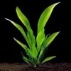 Anubias Frazeri - Easy Live Aquarium Pond Aquatic Plant