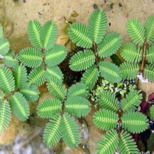 Sensitive Plant Neptunia Aquatica - Easy Live Aquarium Pond Aquatic Plant