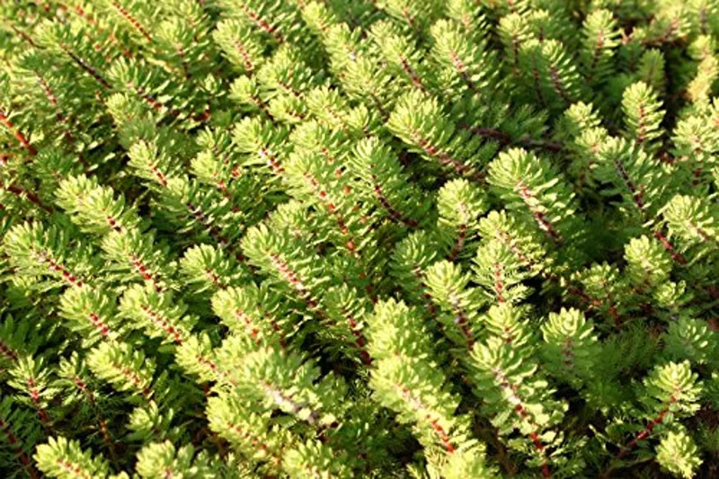 Dwarf Red Stem Parrot Feather Myriophyllum Aquaticum - Easy Live Aquarium Pond Aquatic Plant