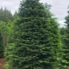 Set 4 Noble Fir Christmas Trees Live Plants for Planting, Beautiful Gift for Home Decoration, Fence Hedge Tree