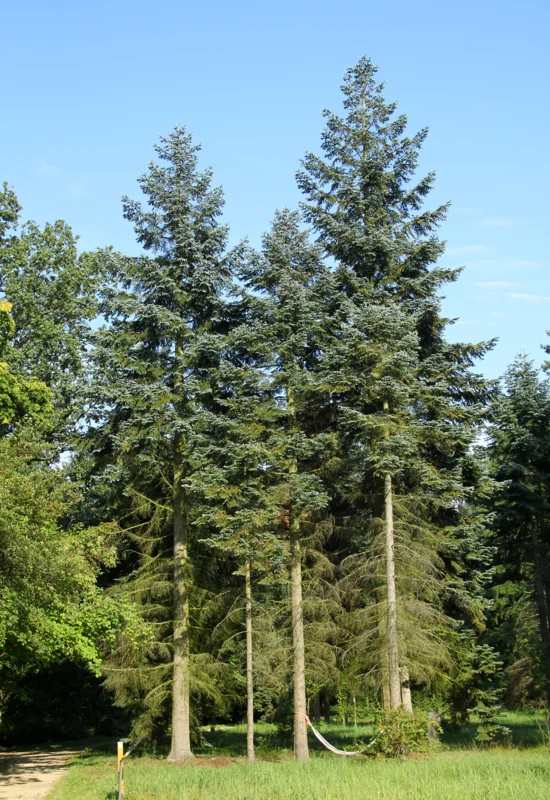 Set 2 Noble Fir Christmas Trees Live Plants for Planting, Beautiful Gift for Home Decoration, Fence Hedge Tree