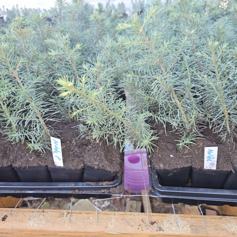 Set 2 Noble Fir Christmas Trees Live Plants for Planting, Beautiful Gift for Home Decoration, Fence Hedge Tree