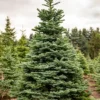 Set 6 Norble Fir Christmas Trees Live Plants for Planting, Beautiful Gift for Home Decoration, Fence Hedge Tree