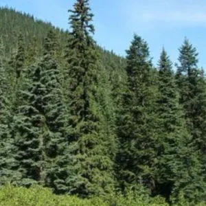 Set 6 Sitka Spruce Christmas Trees Live Plants for Planting, Beautiful Gift for Home Decoration, Ornamental Plant