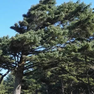 Set 6 Sitka Spruce Christmas Trees Live Plants for Planting, Beautiful Gift for Home Decoration, Ornamental Plant