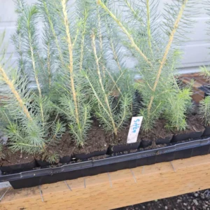 Set 6 Sitka Spruce Christmas Trees Live Plants for Planting, Beautiful Gift for Home Decoration, Ornamental Plant