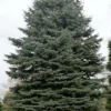 Set 2 Sitka Spruce Christmas Trees Live Plants for Planting, Beautiful Gift for Home Decoration, Ornamental Plant