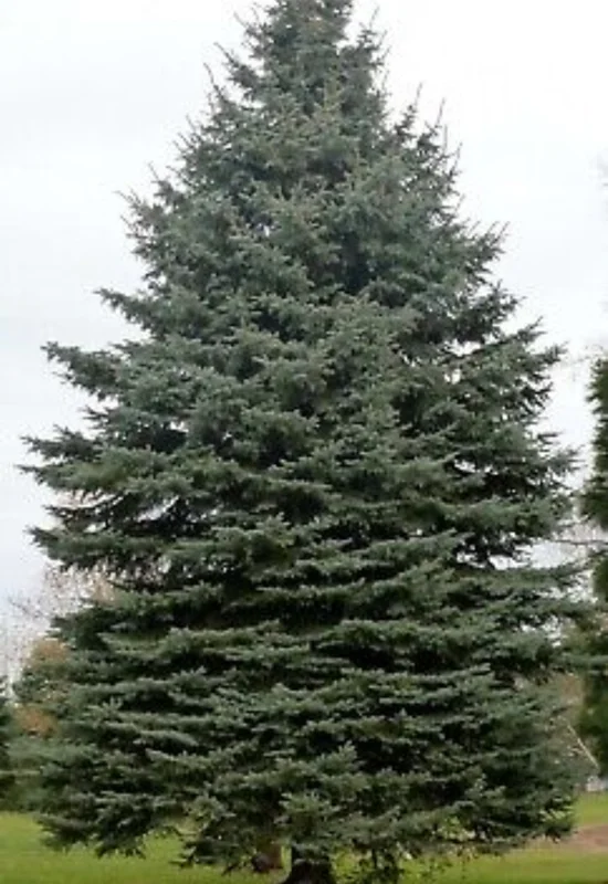 Set 2 Sitka Spruce Christmas Trees Live Plants for Planting, Beautiful Gift for Home Decoration, Ornamental Plant