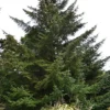 Set 4 Sitka Spruce Christmas Trees Live Plants for Planting, Beautiful Gift for Home Decoration, Ornamental Plant