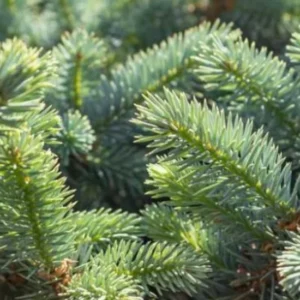 Set 2 Sitka Spruce Christmas Trees Live Plants for Planting, Beautiful Gift for Home Decoration, Ornamental Plant