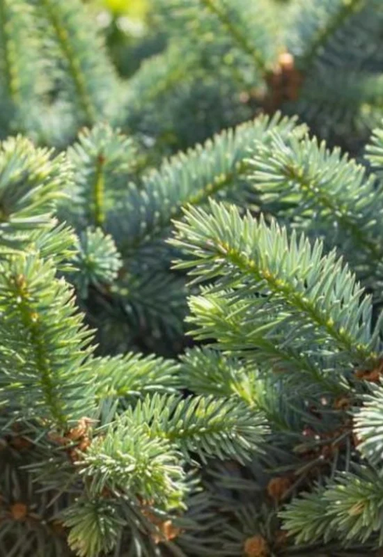 Set 2 Sitka Spruce Christmas Trees Live Plants for Planting, Beautiful Gift for Home Decoration, Ornamental Plant