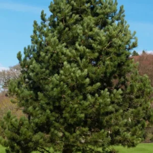 Set 4 Austrian Pine Christmas Trees Live Plants for Planting, Beautiful Gift for Home Decoration, Ornamental Plant