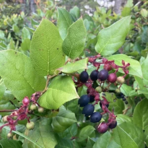 Set 4 Salal Christmas Trees Live Plants for Planting, Beautiful Gift for Home Decoration, Ornamental Plant