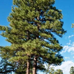 Set 6 Ponderosa Pine Christmas Trees Live Plants for Planting, Beautiful Gift for Home Garden Decoration