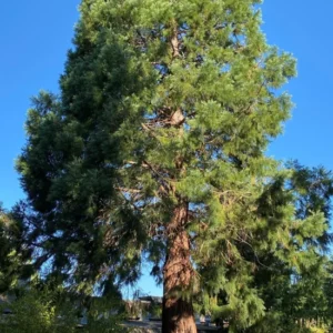 Set 6 Sequoia Christmas Trees Live Plants for Planting, Beautiful Gift for Home Garden Decoration