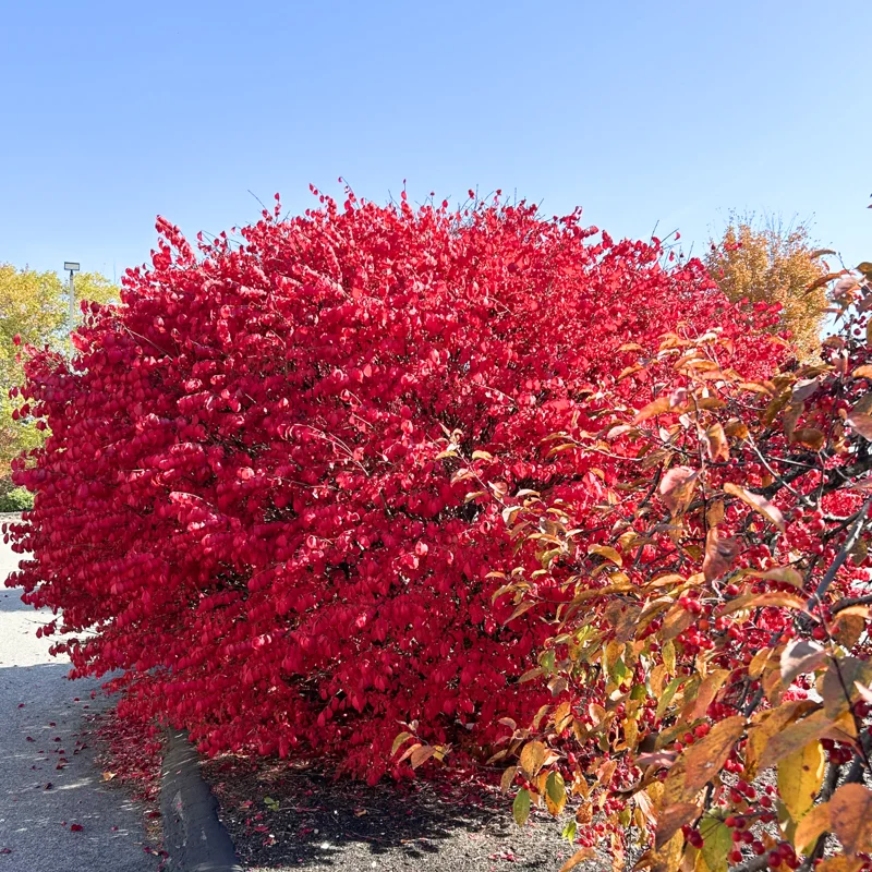 10 Dwarf Burning Bush Bare Root Plants 4 To 10 Inches Tall, Bare Root Burning Bush Tree, Burning Bush Outdoor Tree