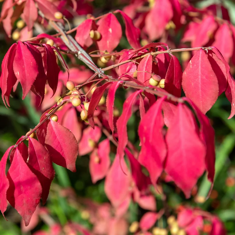 10 Dwarf Burning Bush Bare Root Plants 4 To 10 Inches Tall, Bare Root Burning Bush Tree, Burning Bush Outdoor Tree