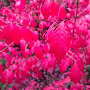 10 Dwarf Burning Bush Bare Root Plants 4 To 10 Inches Tall, Bare Root Burning Bush Tree, Burning Bush Outdoor Tree
