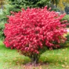 Burning Bush, Burning Bush Shrub Tree, Live Burning Bush Tree, Live Burning Bush Plant 6 To 10 Inches Tall 4 Inches Potted