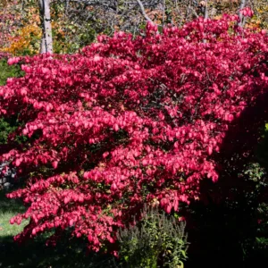 Burning Bush Tree Live Plant, Burning Bush Live Plant 18 To 24 Inches Height In Gallon Pot, Outdoor Live Tree For Growing