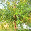 River Birch Tree Live, Live Birch Tree For Outdoor Planting, Miniature Birch Tree From 1 Feet Height Potted, Tree Live Plant Outdoor