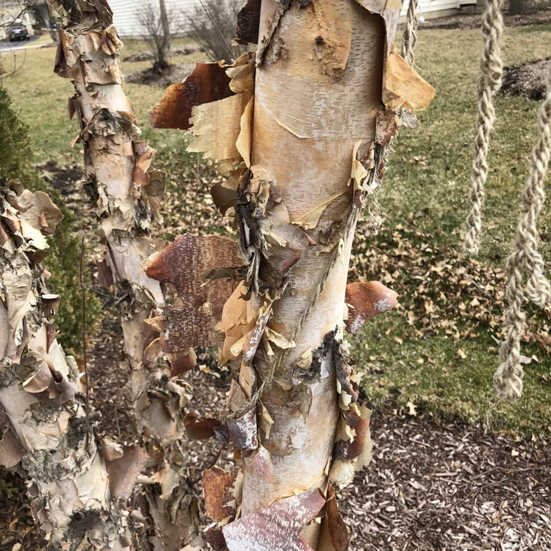 River Birch Tree Live Plant From 12 To 14 Inches Tall, Birch Tree Live In Pot, River Birch Tree, Live Tree For Outdoor Planting