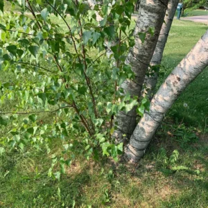 River Birch Tree Live Plant From 12 To 14 Inches Tall, Birch Tree Live In Pot, River Birch Tree, Live Tree For Outdoor Planting